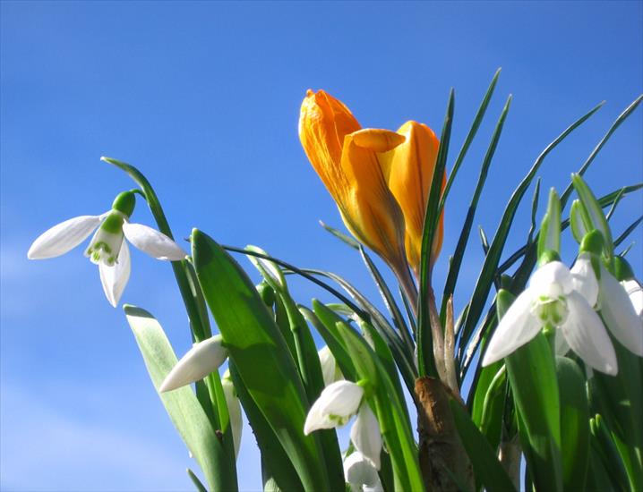 wiosna - spring-flowers.jpg