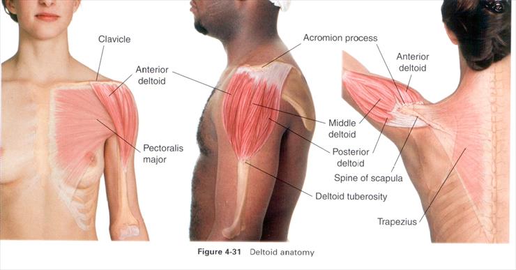 Anatomia masażu - 4-31.JPG