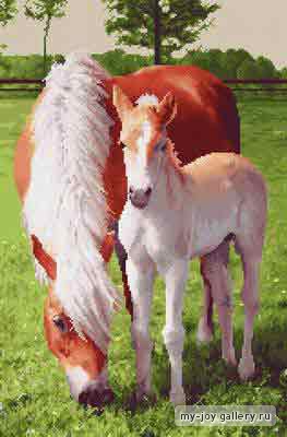 konie2 - caballo-eder.jpg