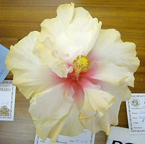 hibiskusmania biale - Cockatoo2025-3-07.jpg