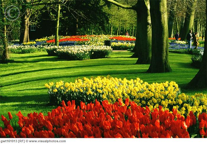Bajeczne ogrody Keukenhof - Lisse- Holandia - tulip_growing_in_a_garden_keukenhof_gardens_lisse.jpg