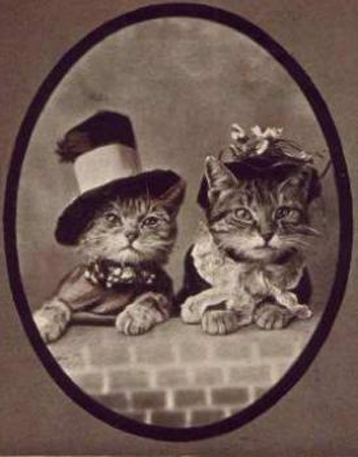 Galeria - vintage-cats.jpg