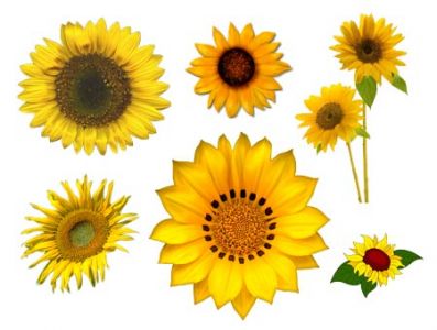 zestawy2 foto-photoshop - sunflowers_png.jpg
