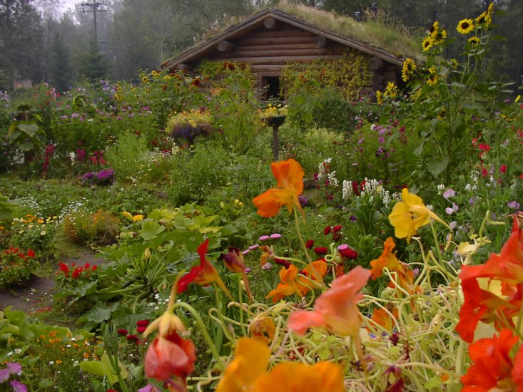 tapety -  PARKI I OGRODY - Alaskan-garden.jpg