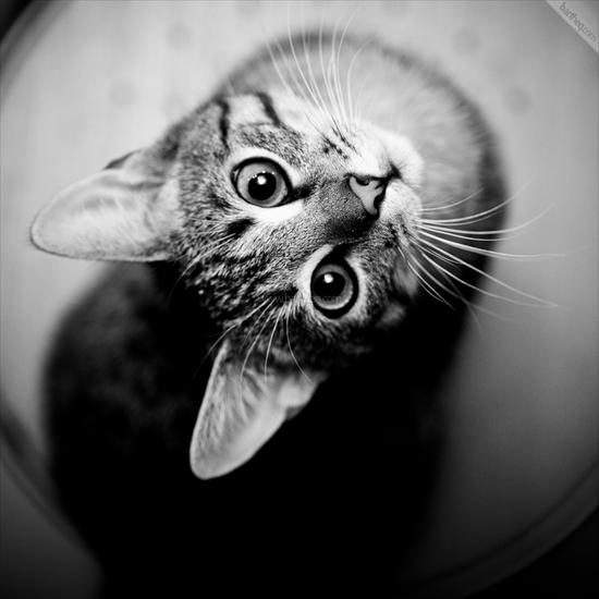 Zwierzęta - bartheqcom-Kot.jpg