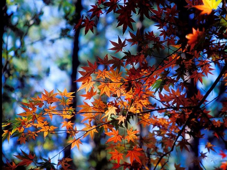 JESIEŃ7 - autumn1.jpg