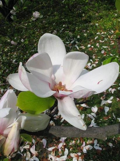 magnolie - magnolia_posrednia_601.jpg
