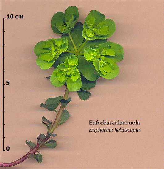 ZIELNIK.ZDJĘCIA - ZIOŁA.POLSKA.WILCZOMLECZ OBORTNY - Euphorbia helioscopia L..jpg