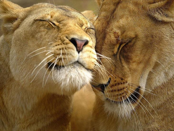 dzikie koty - Lions_in_Love_1600-x-1200.jpg