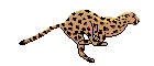 Zwiarzątka - cheetah.gif