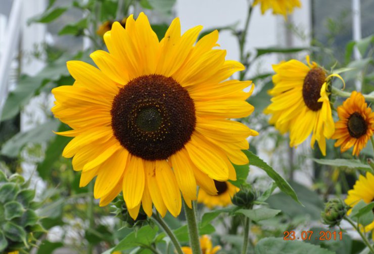 Galeria - sunflower.jpg