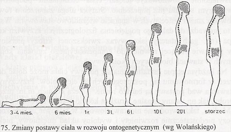 Biomedyczne podstawy rozwoju i wychowania - Zmiany postawy ciała w rozwoju ontogenetycznym wg Wolańskiego.jpg