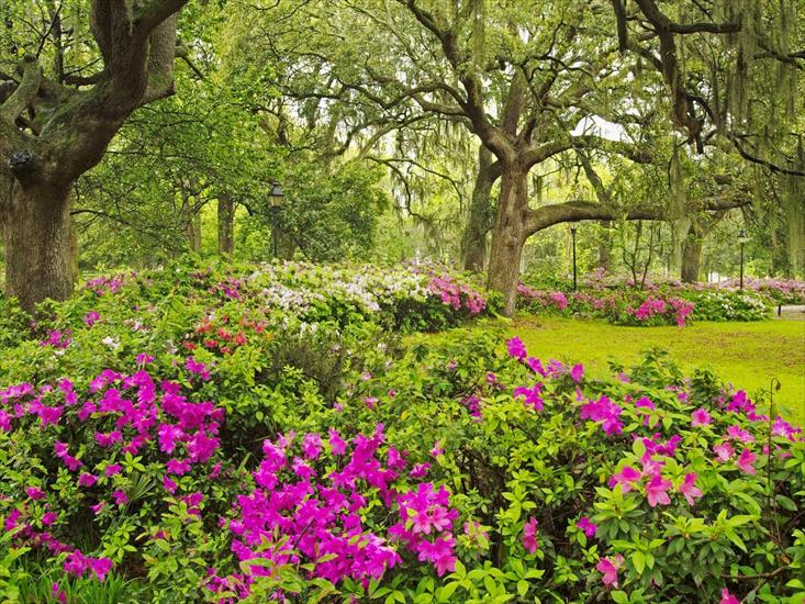  Kwiaty w Naturze - 00 989 Forsyth Park, Savannah, Georgia.jpg