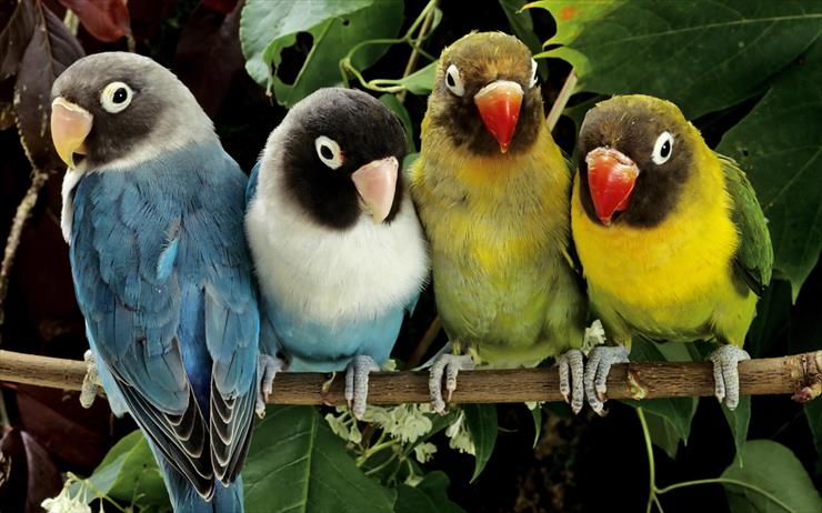 Featured Desktop HD Wallpapers 51 - Animals_Birds_Parrots_on_a_branch_026143_.jpg