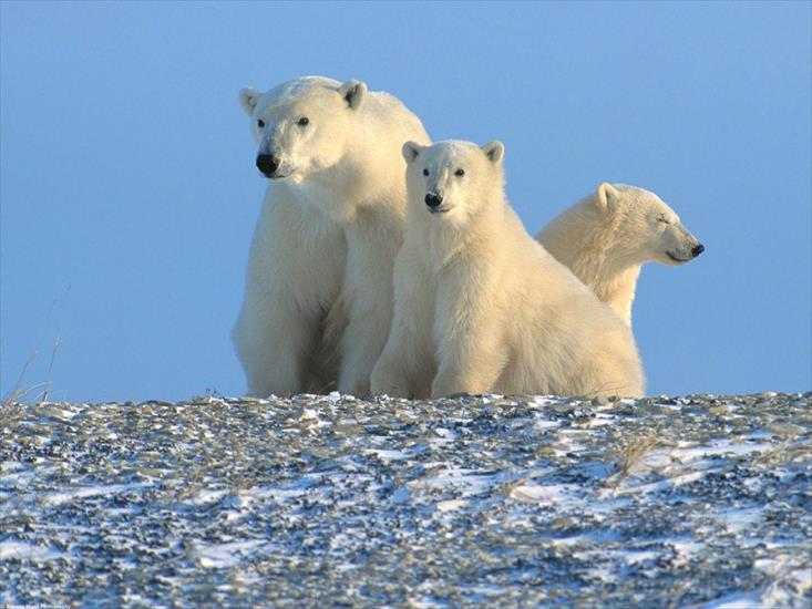  Animals part 2 z 3 - Enjoying the Morning, Polar Bears, Canada.jpg
