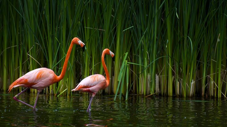 TAPETY FULL HD - Flamingos In Grass.jpg