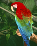 Photos - Parrot.jpg
