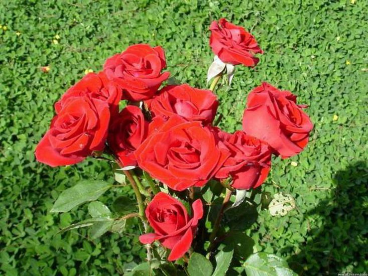 czerwone róże - kwiaty 102.jpg