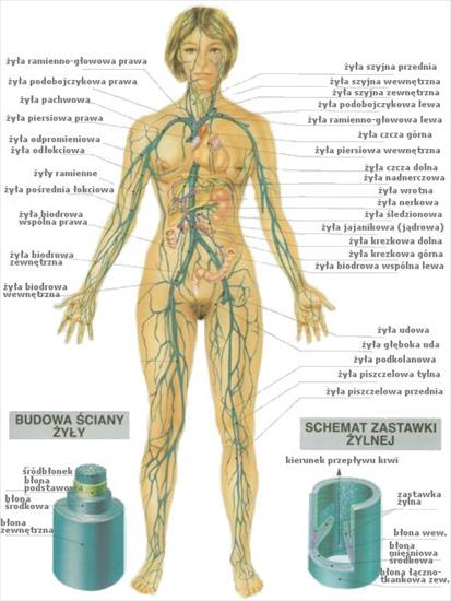 Anatomia - układ żylny.jpg