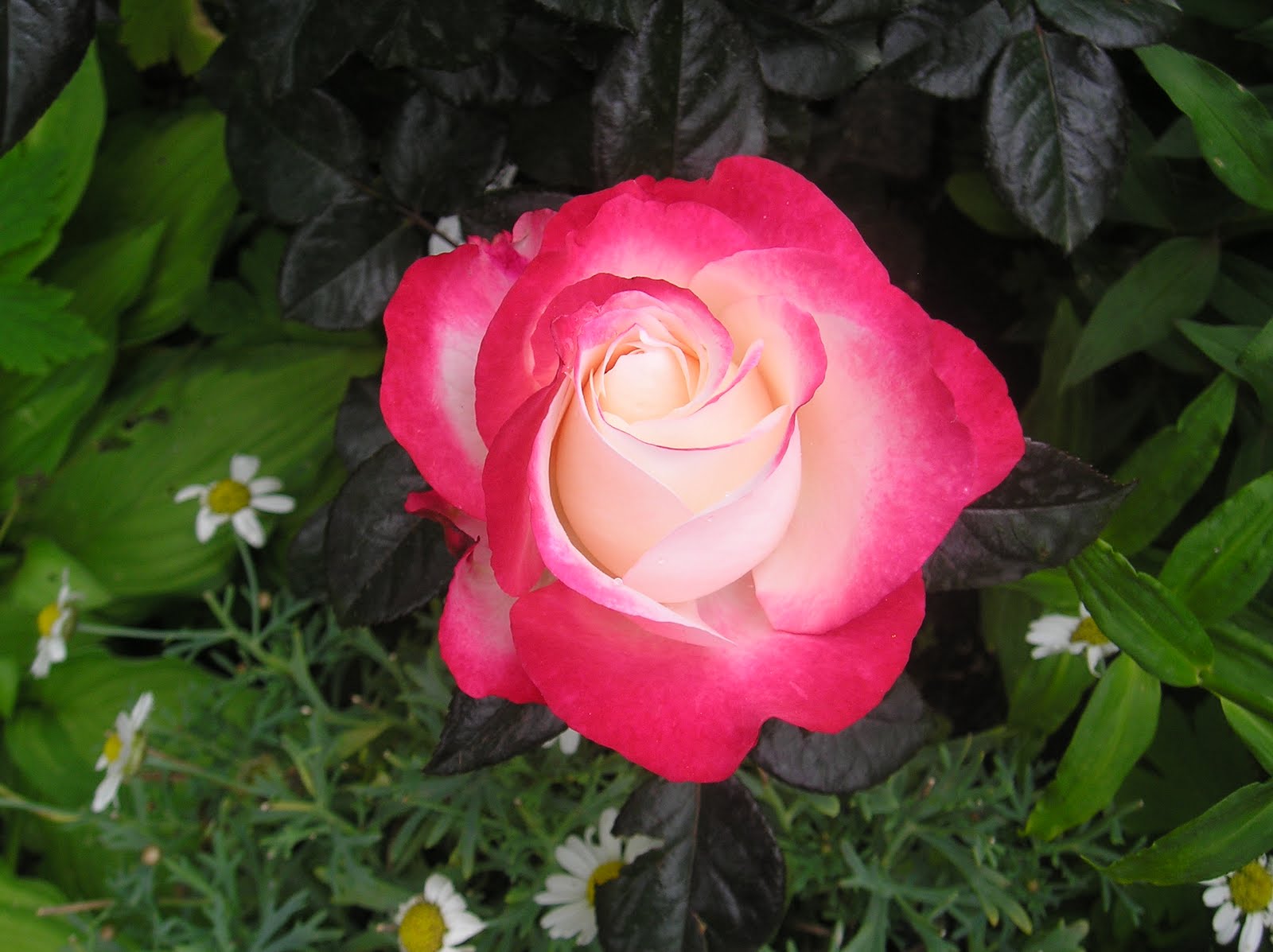 róże - P1010161.JPG