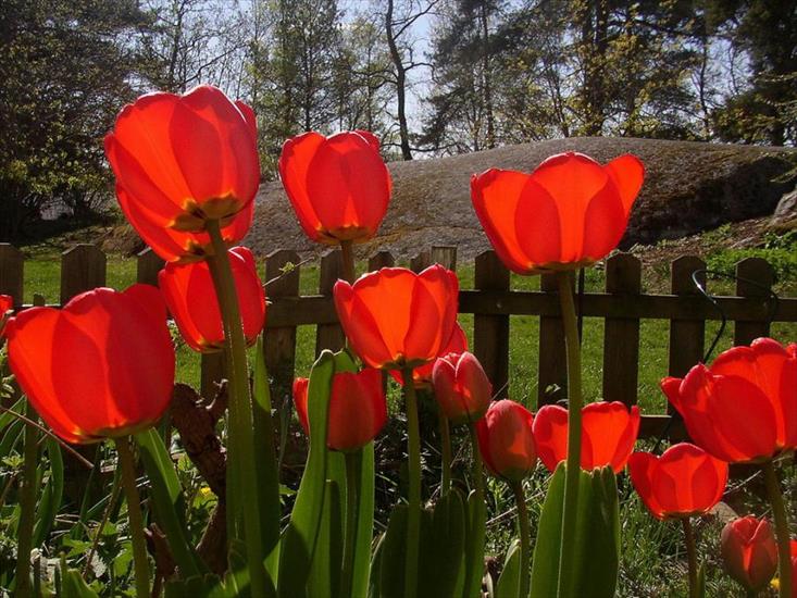 Tulipany - tulipany 11.jpg