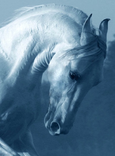 konie - Horses_0018.jpg