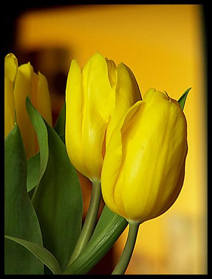 TULIPANY - tulipany-79-ed4466746b4dfcebfdd5c10ec8ab92ed.jpg