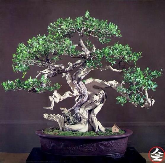   bonsai - najpiękniejsze drzewka - 0f09f93a3d2e270d3e260bdb8c642cbd.jpg
