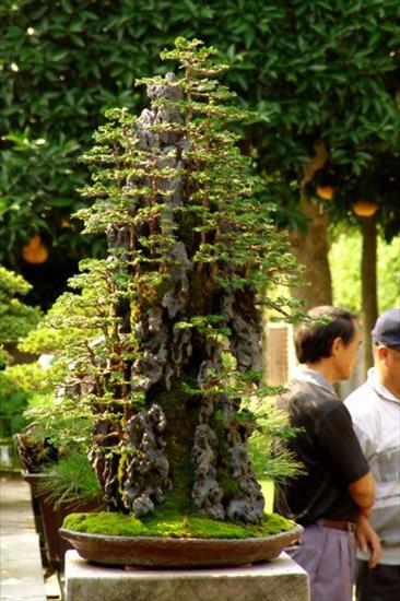   bonsai - najpiękniejsze drzewka - f642d034463977bbd78b27cae1ab5ffb.jpg
