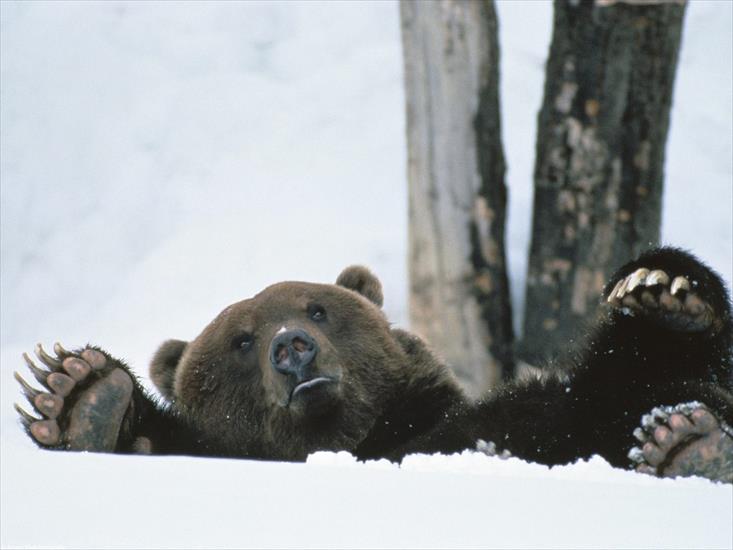 5 - Help Brown Bear, Alaska.jpg