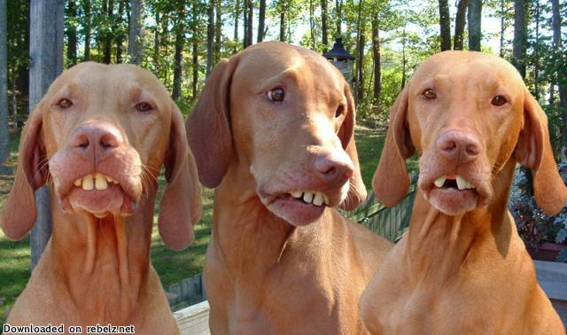 HA HA HA - dog_teeth.jpg