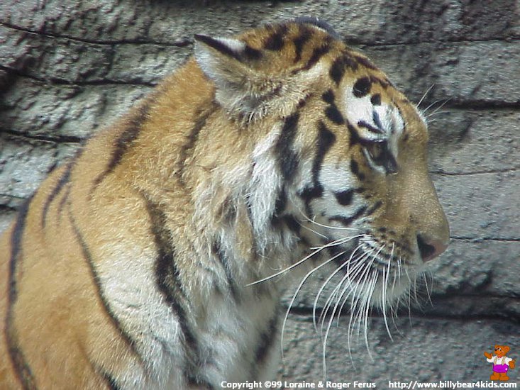 zwierzęta - tiger10.jpg
