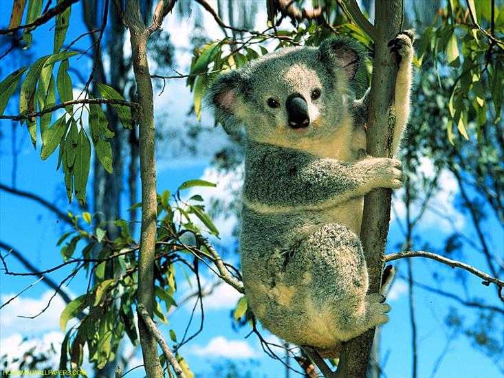 Galeria - Koala-On-Tree-1.jpeg