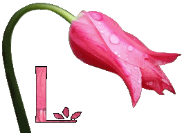 Różowy tulipan - L.gif