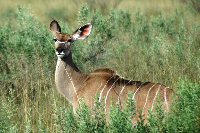antylopy - antylopa kudu.JPG