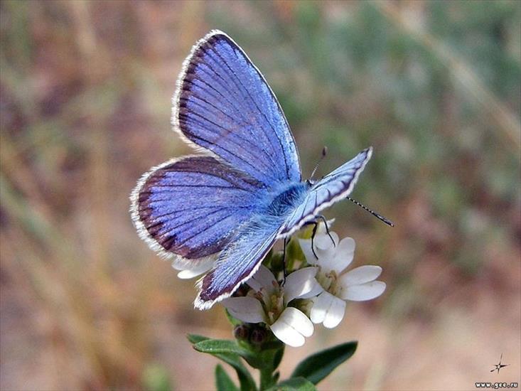 motyle - modraszka.jpg