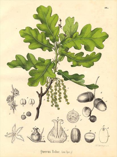 Szata roślinna - Quercus robur - dąb szypułkowy.jpg