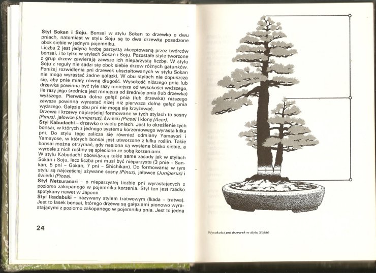 Bonsai - skanuj0016.jpg