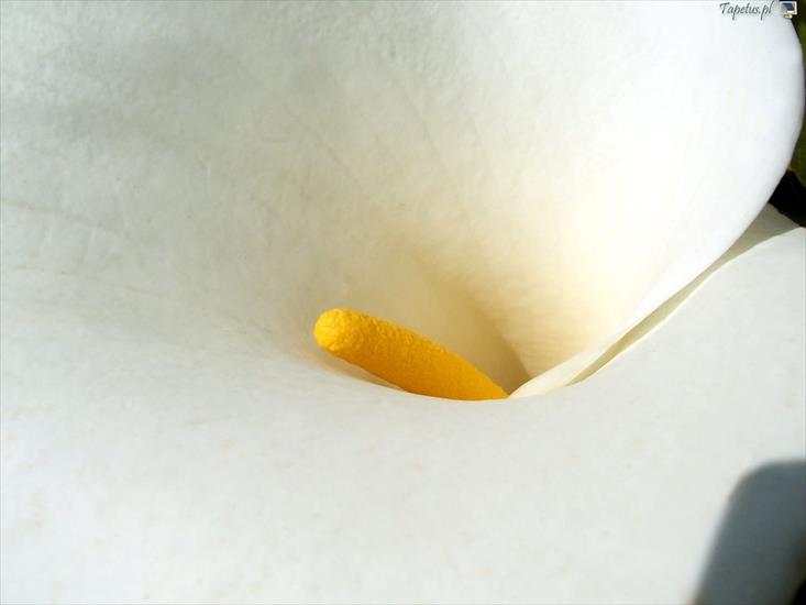 Rosliny - 9450_kolba-kwiatostan.jpg