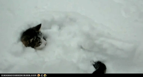 zwierzaki - cat snow6.gif