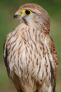 ptaki drapiezne - 250px-Falco_tinun.jpg