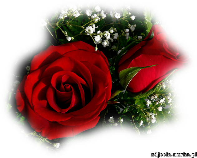 róże - nikkograff_n_i_pic_centerblog_net-7hzc0uen.png