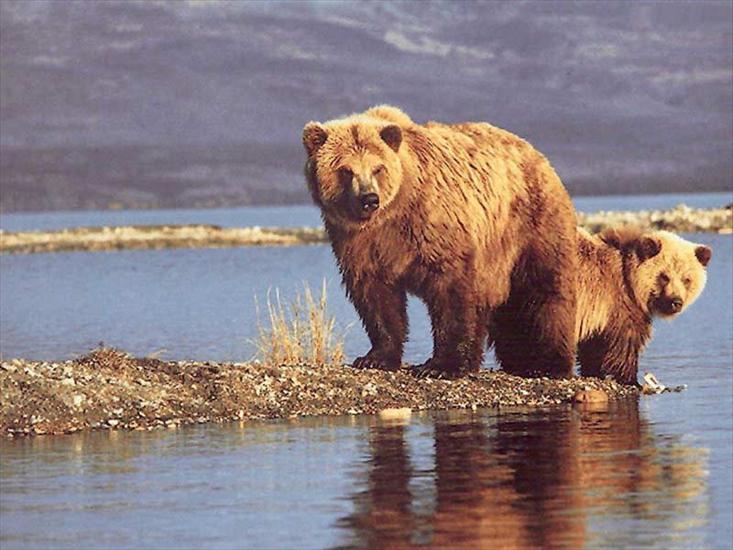 jesień, miś - bears-near-lake.jpg
