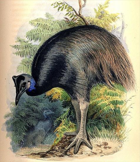 Kazuary i Emu - kazuar mniejszy.jpg