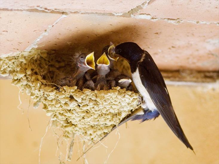 -BIRDS - Swallows Nest.jpg