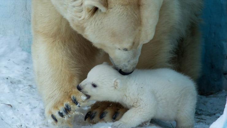 Matczyna Miłość - polar-bear-featureimage.jpg