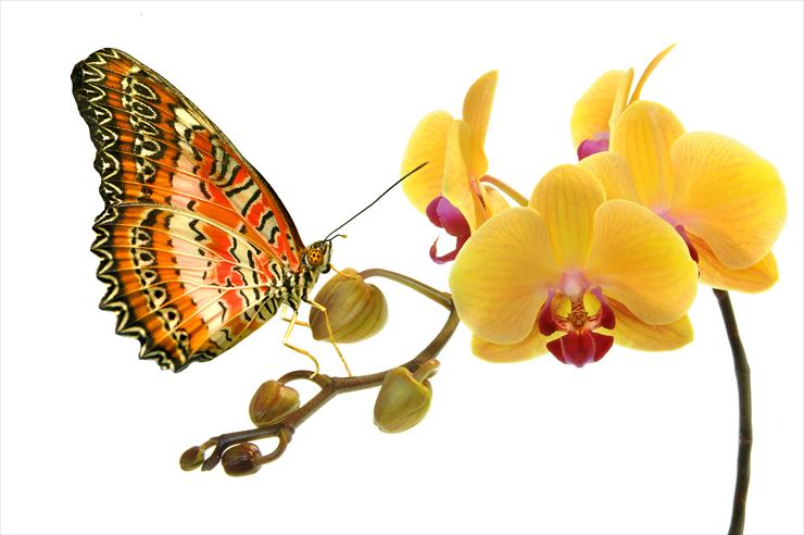 Butterfly on Yellow Flowers - 2.jpg