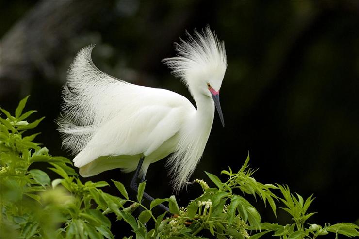 Tapety ptaki - Snowy Egret in Breeding Plumage, Florida.jpg