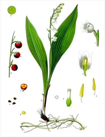 zioła - ilustracje - Convallaria majalis L.- Konwalia majowa.jpg