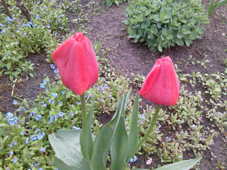 Tulipany-2014 - Zdjęcia-0047.jpg